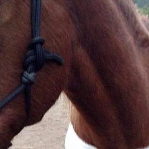 This horse was said to have been shot but actually ran into a fence. At the same time, Police say there is no truth to rumours of a spate of horse shootings near Yarra Glen.